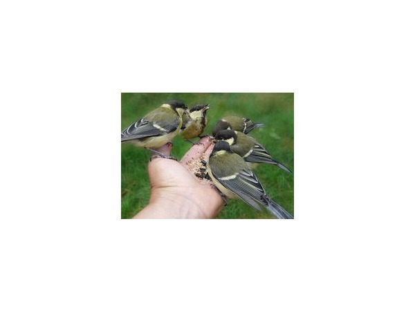 Кто лишит муниципалов кормушки