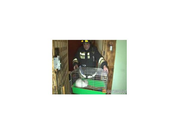 Пожарные спасли кролика из горящей квартиры на Культуры