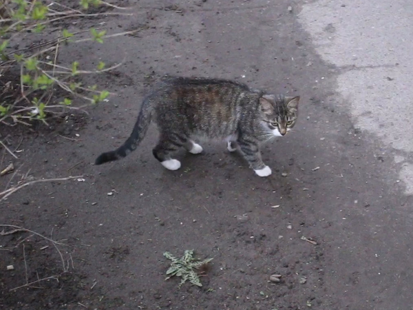Кому ты нужен, кошкин дом?