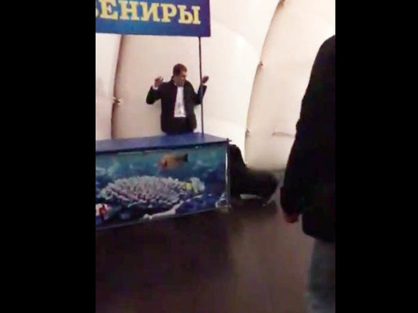 Морской котик из Купчино задержал взломщика дельфинария