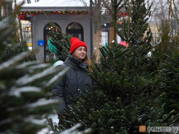 В Петербурге открываются елочные базары