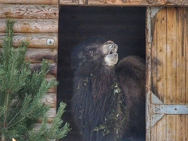 Зоопарк всех влюблённых