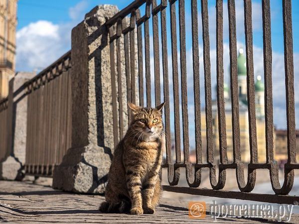 Как кот Сёма вскрыл зоозащитный андеграунд