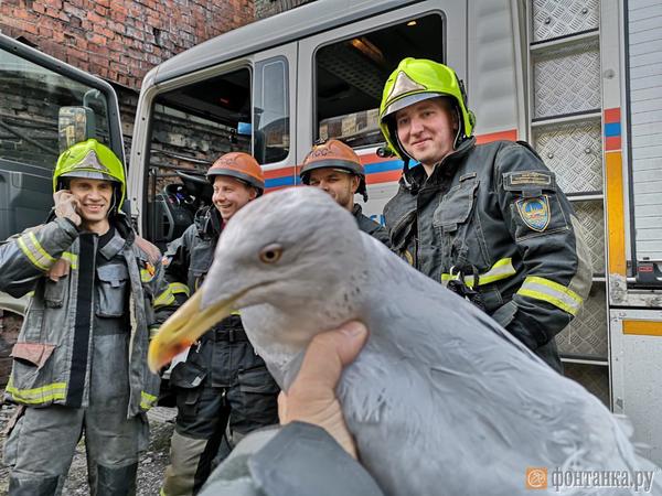 Огромный бургомистр повис на проводах в Петербурге. Теперь он плохо ходит, но от рыбы не отказывается
