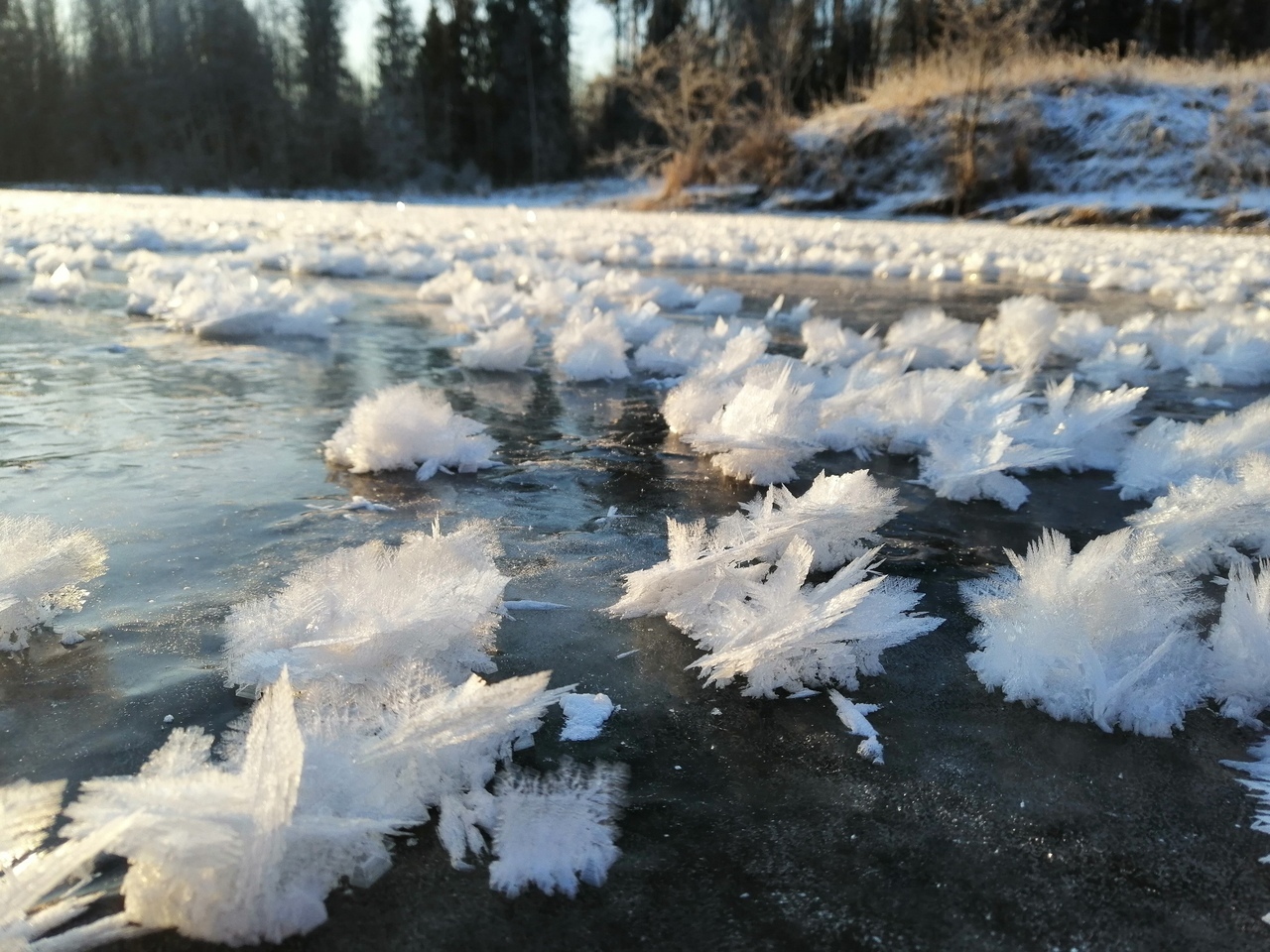 Кристалл озеры. Раифское озеро ледяные цветы. Ледяной цветок Геншин. Озеро Раифского монастыря замерзло. Арктические ледяные цветы.