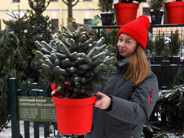 Где купить ёлку в Петербурге? Ищите в интерактивной карте «Фонтанки»