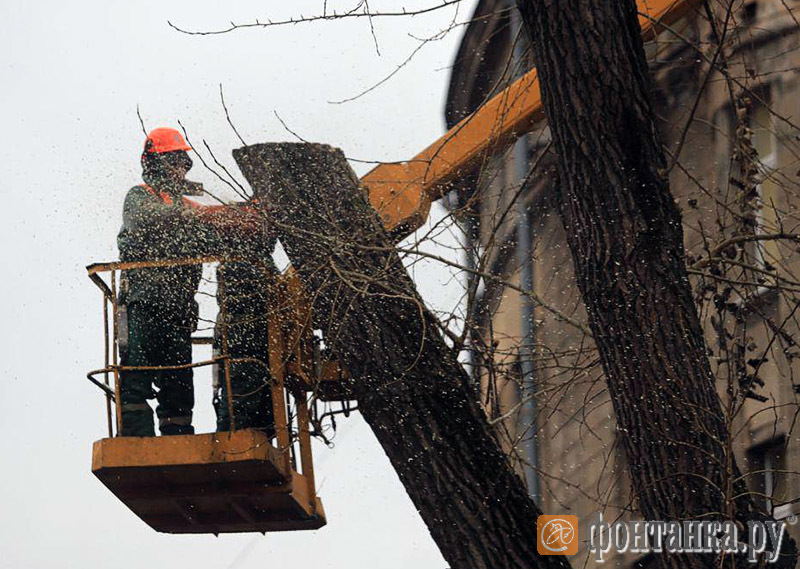 Спилил дерево перед домом. Снос деревьев. Голландская болезнь деревьев. Работы по сносу дерева. Дерево операций.