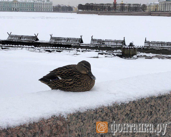 Скользкое утро в Петербурге: одного занесло в столб, другого в светофор, третьего в соседа