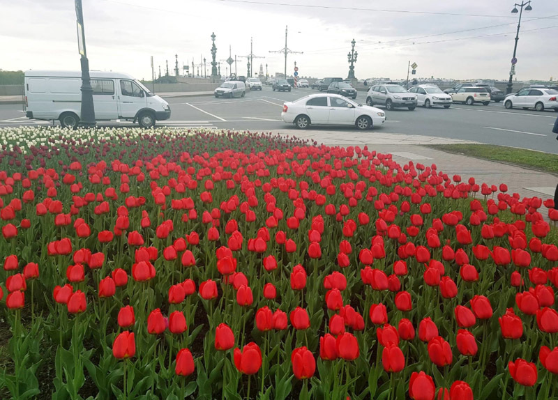 На клумбе распустилось. Питер распустились тюльпаны.