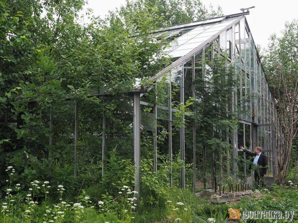 «Скажи 2024-й, чтобы все успокоились». Смольный показал проект реконструкции оранжерей Таврического сада