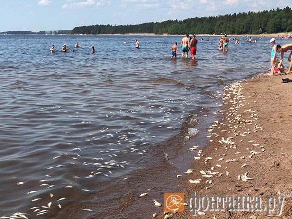 Отдых на пляже Ласковый лучше отменить. К берегу прибило сотни мёртвых ершей