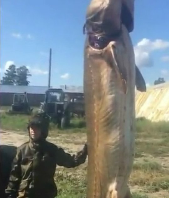 Рыбы Фото Видео