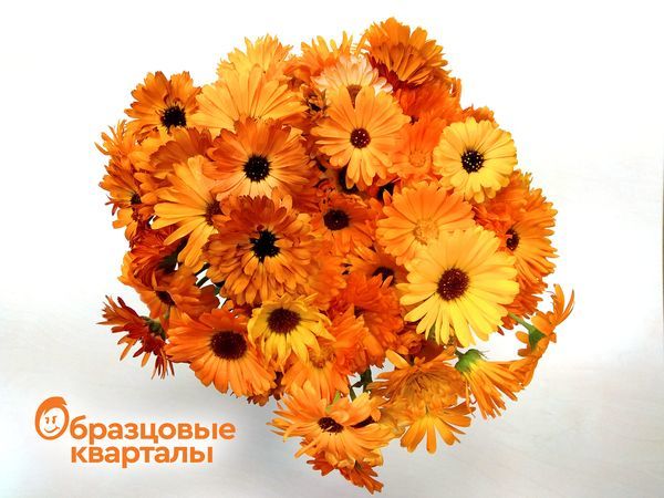 Цвет настроения – оранжевый