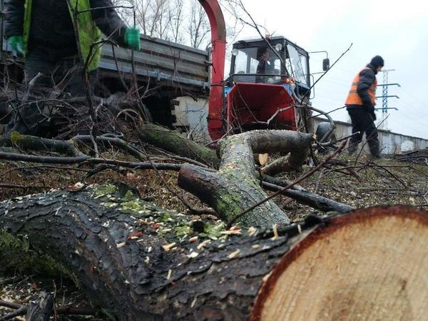 «Деревья умирают стоя». 76 «мертвых» вязов срубили на Маршала Блюхера, вместо них обещают посадить липы