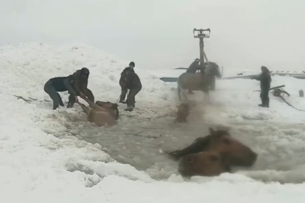 Твои питомцы тонут кого спасешь. Спасение лошадей в Башкирии провалившихся под лед. Спасают животных из подо льда. Крокодилы зимуют во льду. Смерть зимой подо льдом.